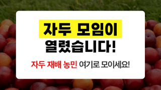 팜모닝님의 자두 · 자유게시판 작성글 사진