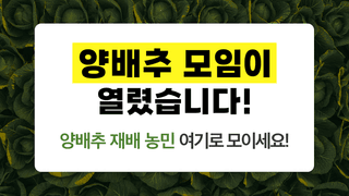 팜모닝님의 양배추 · 자유게시판 작성글 사진