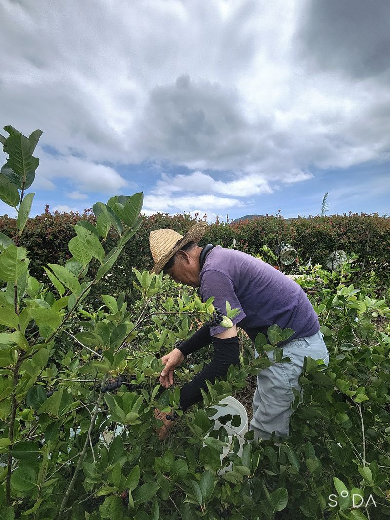 아로니크님의 장터 판매 상품 [시중보다 정말 쌉니다. *한정 판매합니다. *무농약입니] 첨부 사진