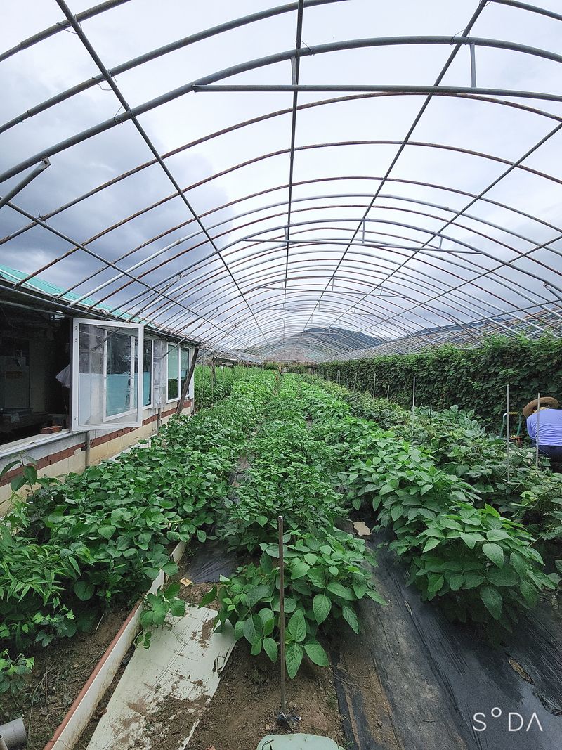 아로니크님의 장터 판매 상품 [시중보다 정말 쌉니다. *한정 판매합니다. *무농약입니] 첨부 사진