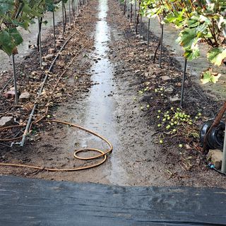 모포리흰개 님의 기타작물 · 자유게시판 작성글 사진