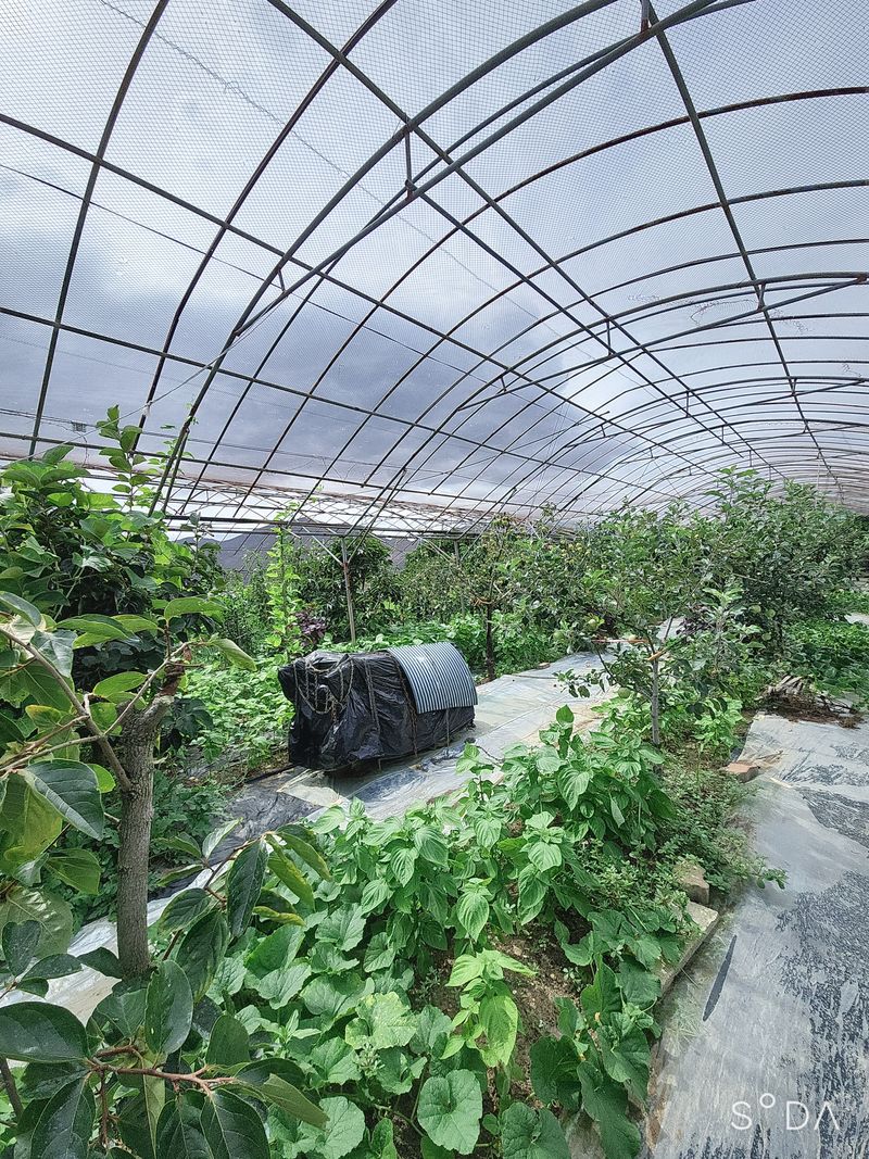 장터 상품 [어른들께서  수확하는  슈퍼 햇복분자 판매합니다.최상품] 썸네일