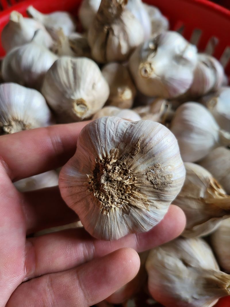 의성마늘(한지형)님의 장터 판매 상품 [의성한지형마늘 내용 참고하세요] 첨부 사진