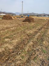 팜모닝 콩·자유게시판 게시글 이미지