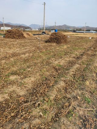 권철환님의 콩 · 자유게시판 작성글 사진