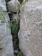 팜모닝 기타작물·자유게시판 게시글 이미지