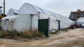 은혜다육님의 기타작물 · 자유게시판 작성글 사진