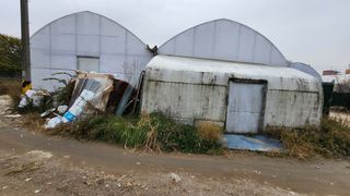 은혜다육님의 기타작물 · 자유게시판 작성글 사진