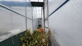 은혜다육님의 기타작물 · 자유게시판 작성글 사진