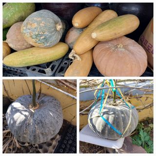 해안로님의 호박 · 자유게시판 작성글 사진