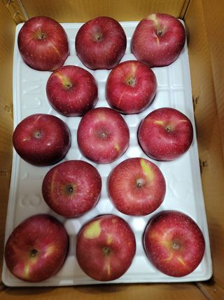 지리산자락인광사과농님의 사과 · 일상 작성글 사진