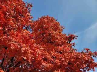 지리산자락인광사과농님의 사과 · 일상 작성글 사진