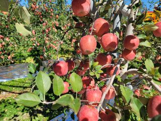 지리산자락인광사과농님의 사과 · 일상 작성글 사진