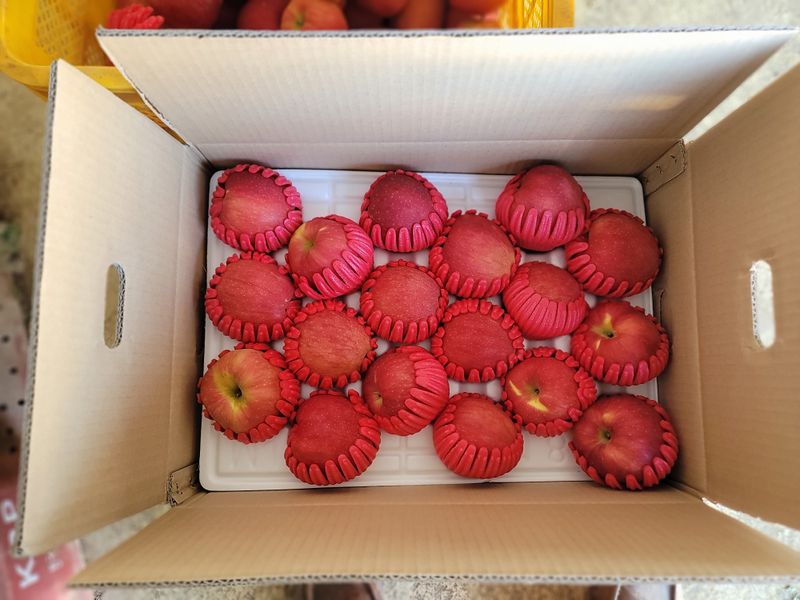 장터 상품 [부사 사과 10kg 55000원(24~26과)] 썸네일