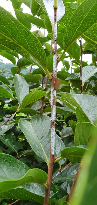 장인진님의 감 · 병해충상담 작성글 사진