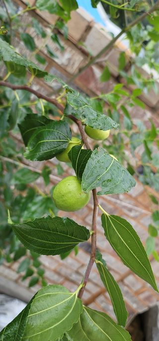 물결회원님의 기타작물 · 병해충상담 작성글 사진