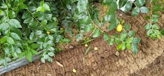 물결회원님의 기타작물 · 병해충상담 작성글 사진