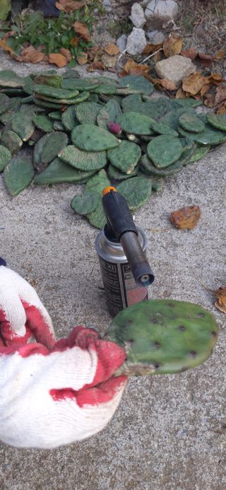 김해숙님의 기타작물 · 자유게시판 작성글 사진