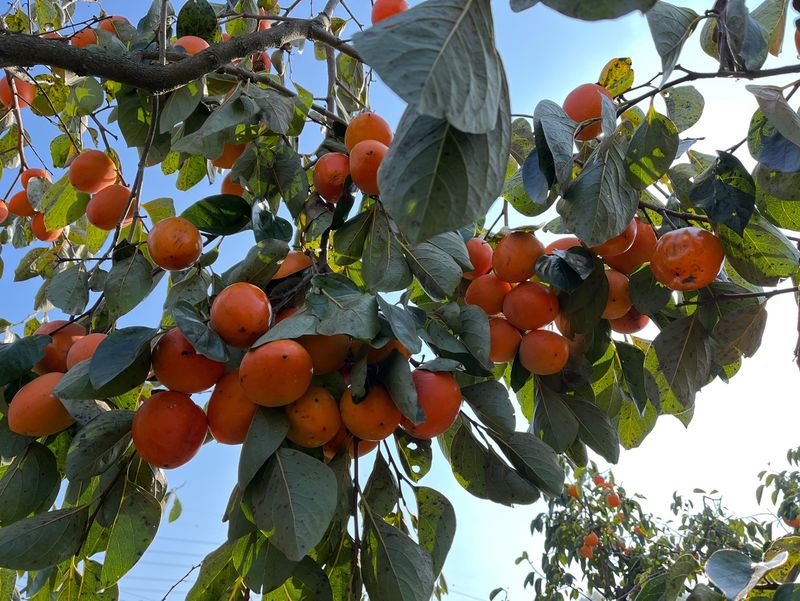 빨강농장님의 장터 판매 상품 [대봉감(홍시용) 10kg 1상자] 첨부 사진