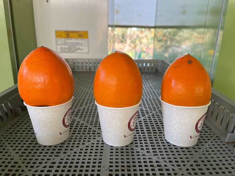 빨강농장님의 장터 판매 상품 [대봉감(홍시용) 10kg 1상자] 첨부 사진