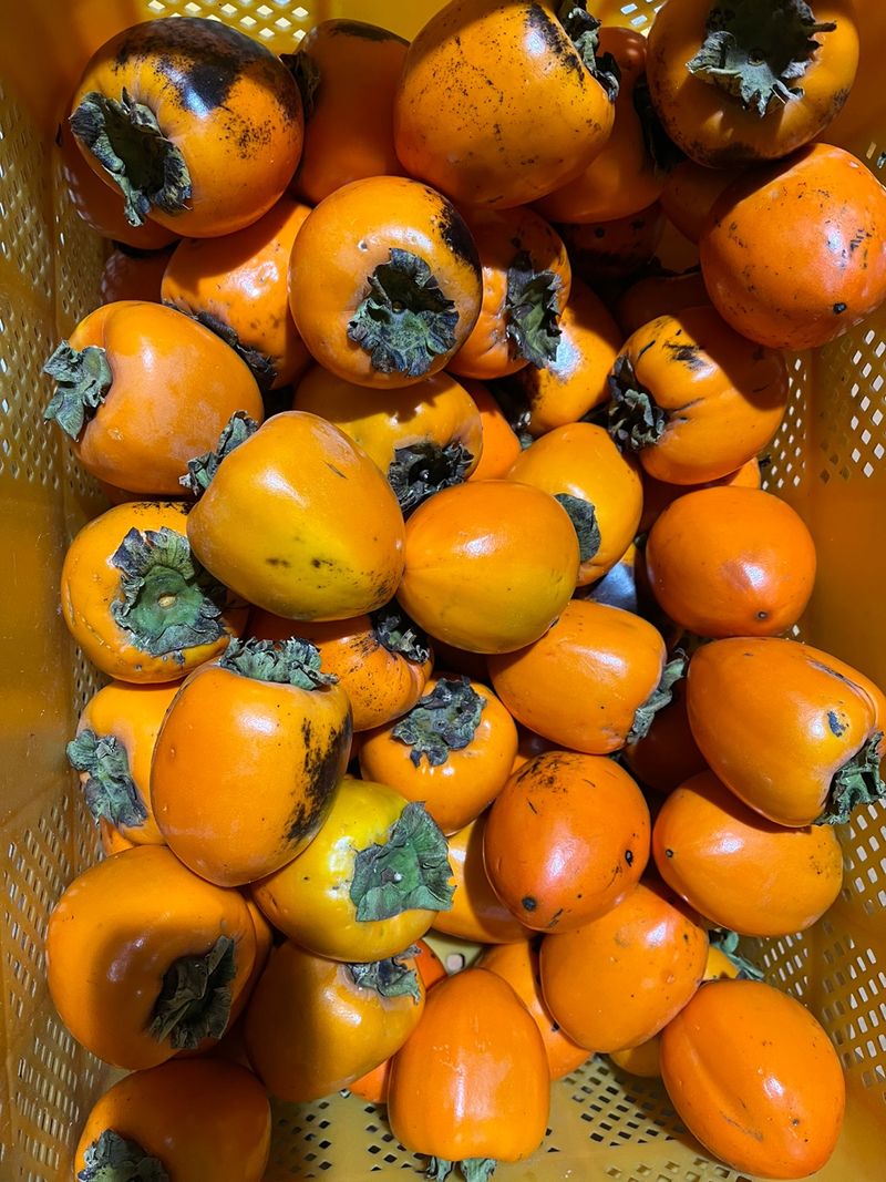 빨강농장님의 장터 판매 상품 [대봉감(홍시용) 10kg 1상자] 첨부 사진