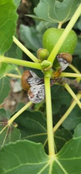 팜모닝 기타작물·병해충상담 게시글 이미지