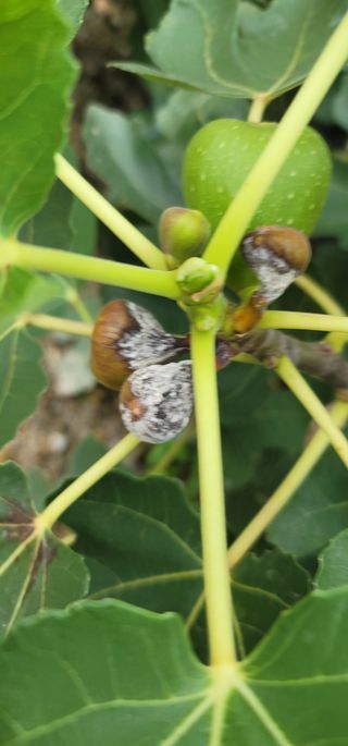 물결회원님의 기타작물 · 병해충상담 작성글 사진