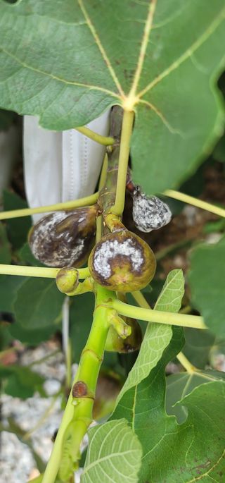 물결회원님의 기타작물 · 병해충상담 작성글 사진