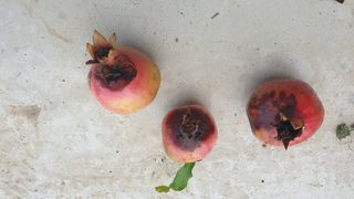 허남구님의 기타작물 · 병해충상담 작성글 사진