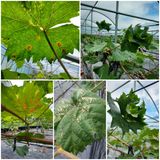 팜모닝 기타작물·병해충상담 게시글 이미지