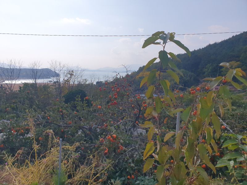 장터 상품 [해풍맞고 자란 맛있는 대봉 대봉15키로 35,000 (16키로 이상)] 썸네일