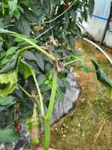 팜모닝 고추·병해충상담 게시글 이미지