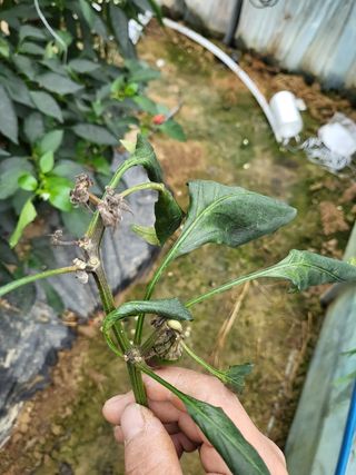 혀니짱님의 고추 · 병해충상담 작성글 사진