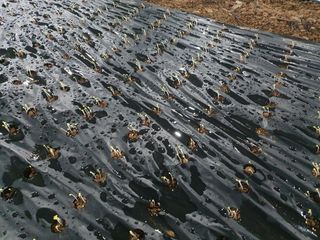 김권수님의 들깨 · 자유게시판 작성글 사진