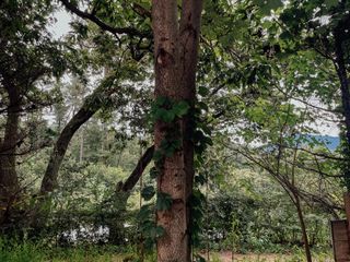 인삼채님의 포도 · 자유게시판 작성글 사진