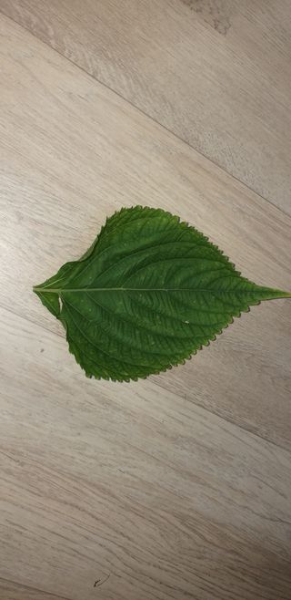 천둥3153님의 들깨 · 병해충상담 작성글 사진