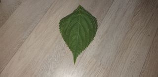 천둥3153님의 들깨 · 병해충상담 작성글 사진