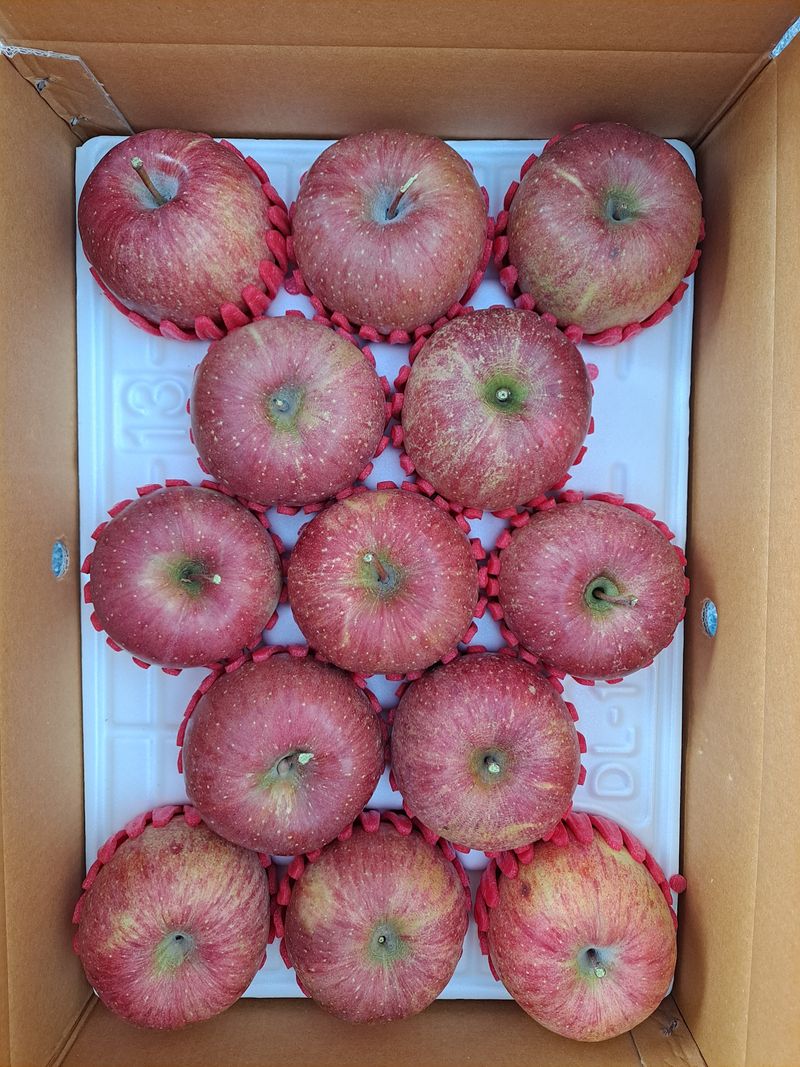 장터 상품 [🏞치악산 부사사과 판매🏞  저희 과원은 치악산자락 ] 썸네일