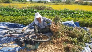 황규복(달구지)님의 들깨 · 자유게시판 작성글 사진