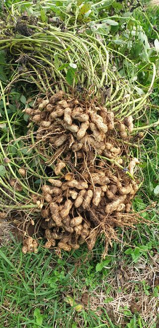 황규복(달구지)님의 들깨 · 자유게시판 작성글 사진