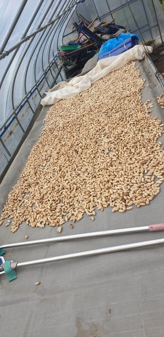 황규복(달구지)님의 들깨 · 자유게시판 작성글 사진