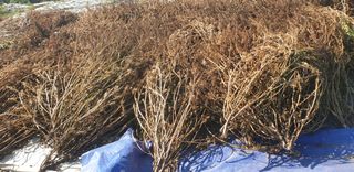 황규복(달구지)님의 들깨 · 자유게시판 작성글 사진