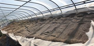 황규복(달구지)님의 들깨 · 자유게시판 작성글 사진