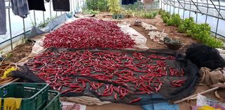 황규복(달구지)님의 들깨 · 자유게시판 작성글 사진