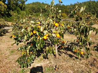 대봉 언니님의 감 · 자유게시판 작성글 사진