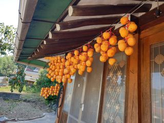 대봉 언니님의 감 · 자유게시판 작성글 사진