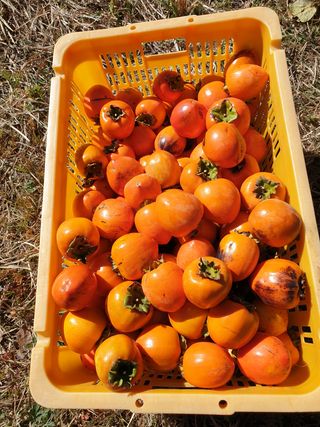 대봉 언니님의 감 · 자유게시판 작성글 사진