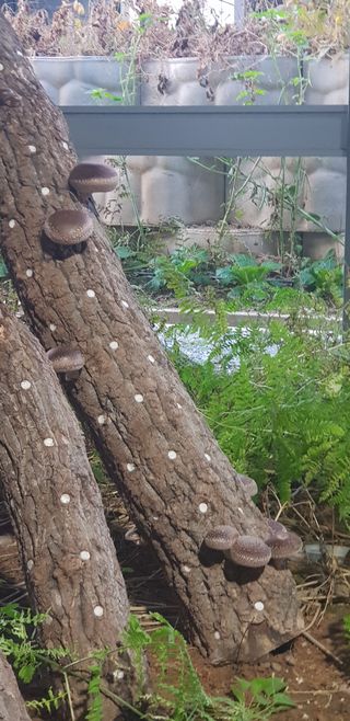 김미옥님의 버섯 · 일상 작성글 사진