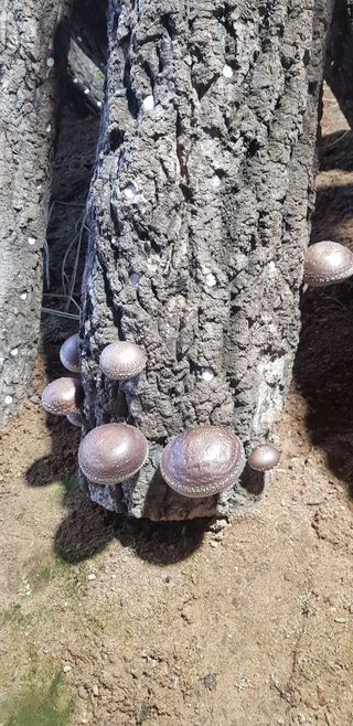 김미옥님의 버섯 · 일상 작성글 사진