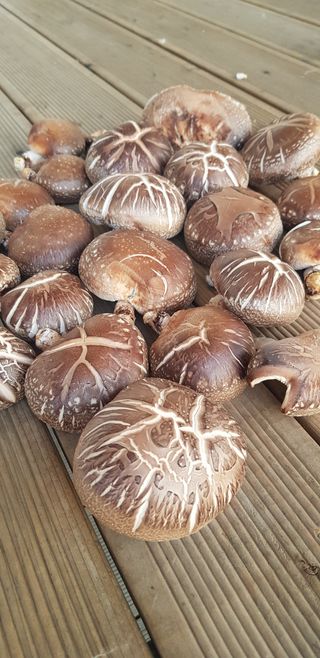 김미옥님의 버섯 · 일상 작성글 사진